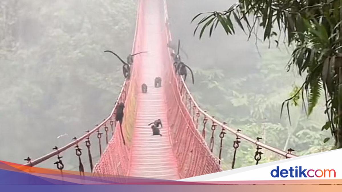 Lutung Friend's: Jembatan Seru ke Alam Cilacap