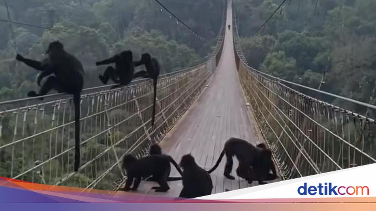 Lutung Friend's: Jembatan Seru ke Alam Cilacap